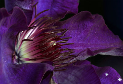 clematis.jpg