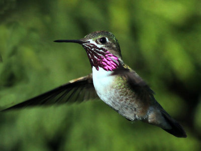 calliope hummingbird.jpg