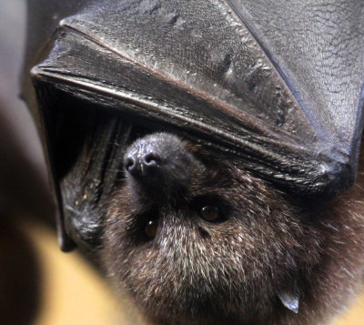 bat.jpg