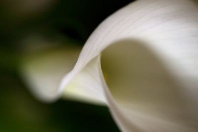 calla lily.jpg