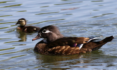 wood duck and duckling.jpg