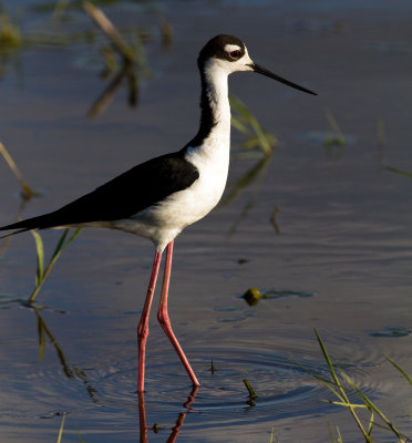 stilt in the water.jpg