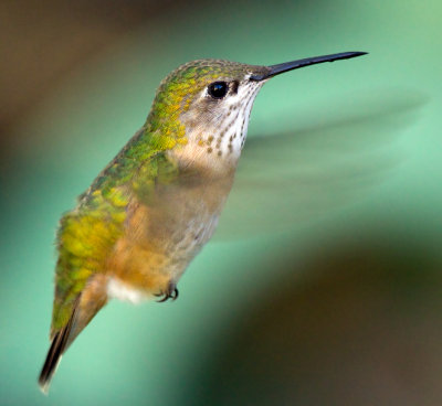 female hummingbird.jpg