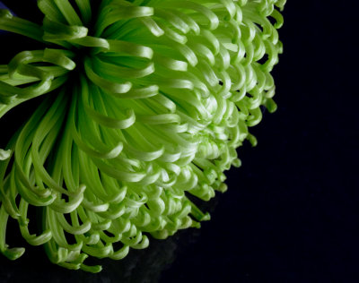 green crysanthemum.jpg