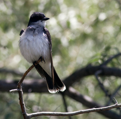 eastern kingbird.jpg