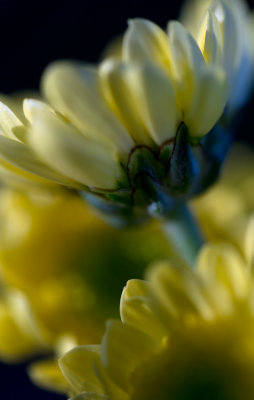 yellow crysanthemums.jpg