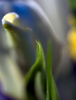 impression of an unopened asiatic lily.jpg