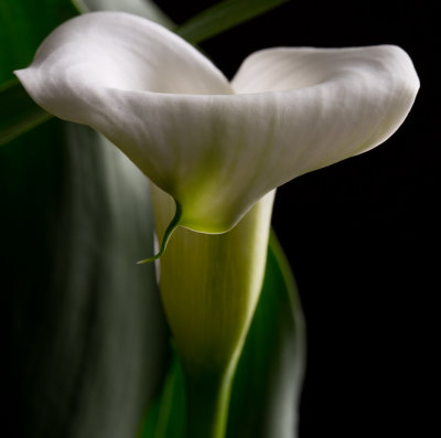 calla lilly tip.jpg