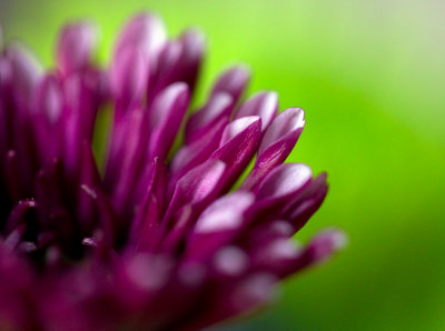 purple crysanthemum.jpg