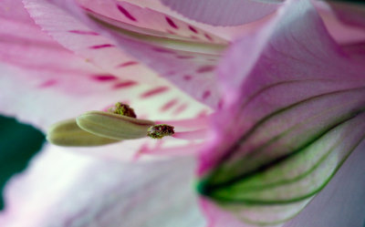 alstroemeria close.jpg