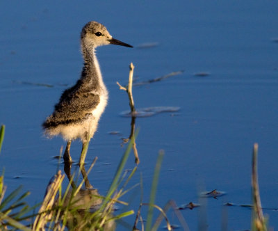 baby stilt.jpg