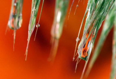 lilies in the drops.jpg