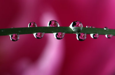 peony in the rain.jpg