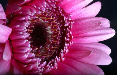 gerbera daisy.jpg