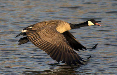 canadian goose.jpg