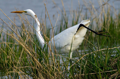 egret flexibility.jpg