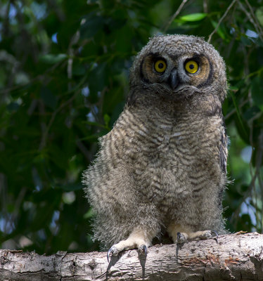 great horned owlet.jpg