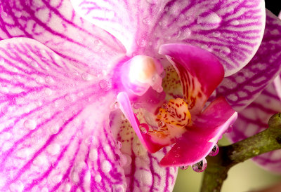 phalaenopsis orchid.jpg