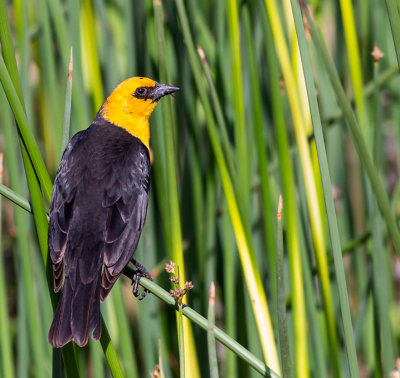 yellow headed blackbird.jpg