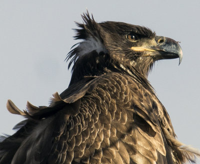 golden eagle.jpg