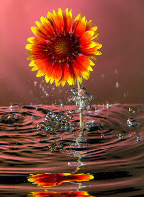 sunburst flower.jpg