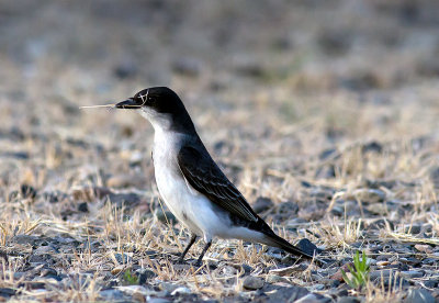 Eastern kingbird.jpg