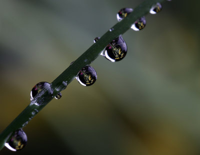 beauty in the rain.jpg