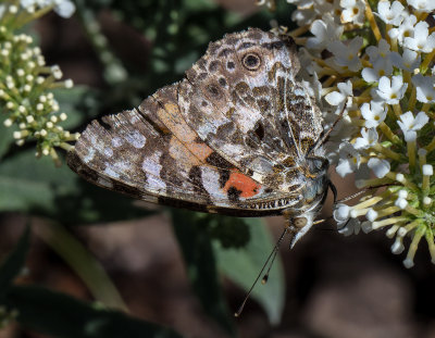 tattered butterfly.jpg