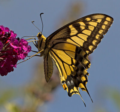 swallowtail butterfly.jpg