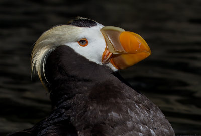 tuffted puffin.jpg