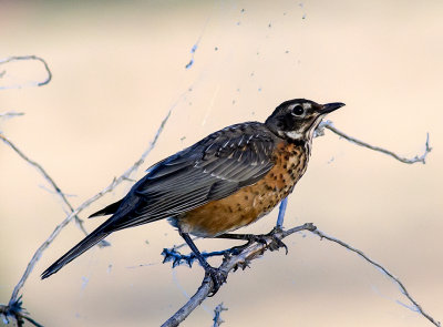 imature american robin.jpg