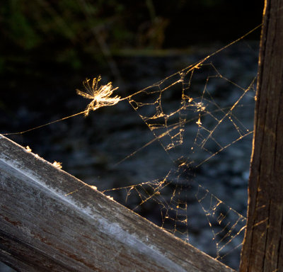 wishes and webs.jpg
