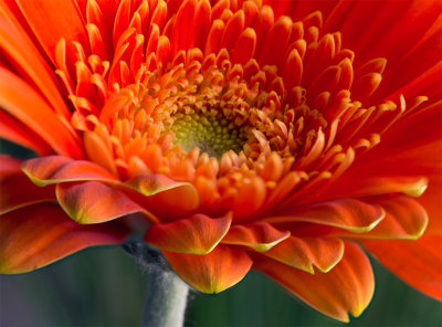 gerbera daisy.jpg