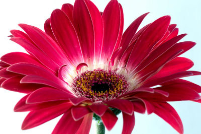 pink gerbera daisy.jpg