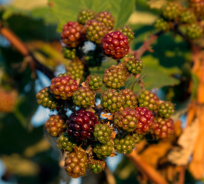 ripening blackberries.jpg