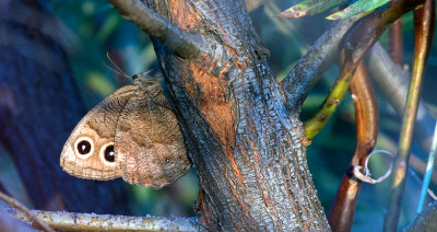 moth on russian olive.jpg