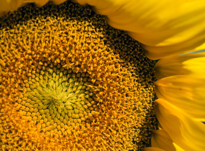 center of the sunflower.jpg