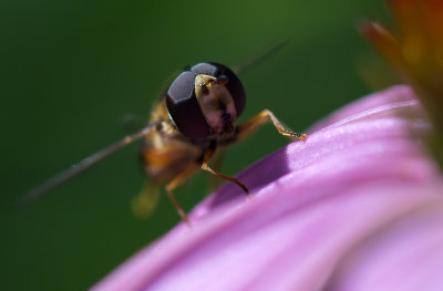 bee on a coneflower.jpg