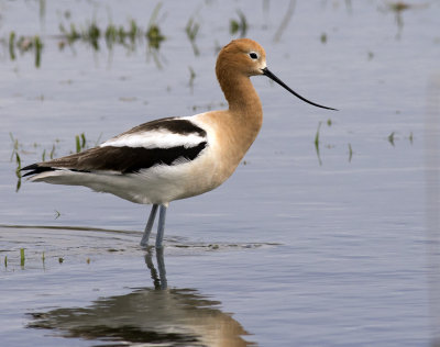 american avocet.jpg