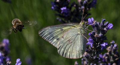 butterflies and the bees.jpg