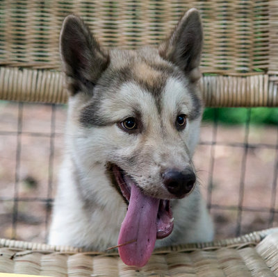 dirty doggie tongue.jpg