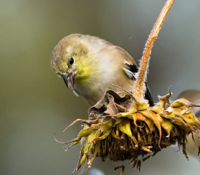 american goldfinch.jpg