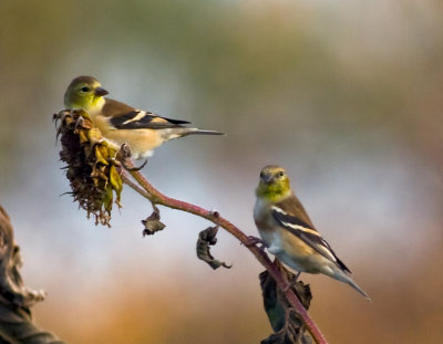 american goldfinches.jpg