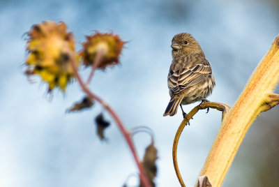 exorcist finch.jpg