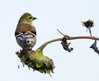 goldfinch over shoulder.jpg