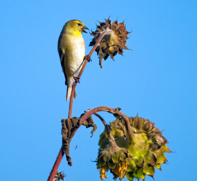 goldfinch.jpg