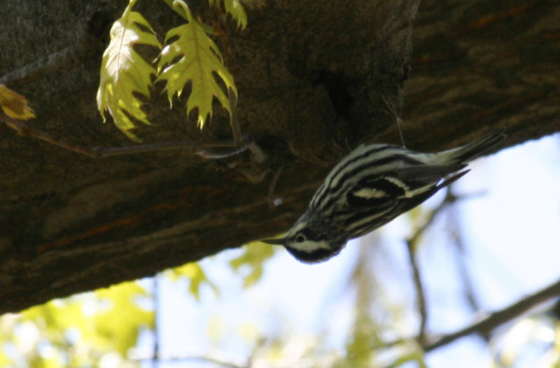 Black-and-white Warbler (Mniotilta varia) Greenwood Hill Cemetary, Brooklyn NYC