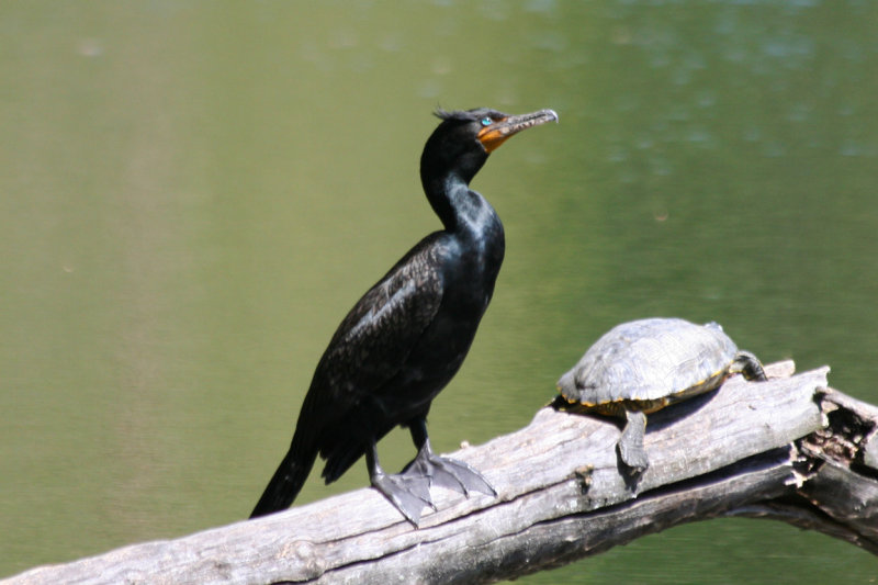 Double-crested Cormorant (Phalacrocorax auritus) Prospect Park, Brooklyn NYC