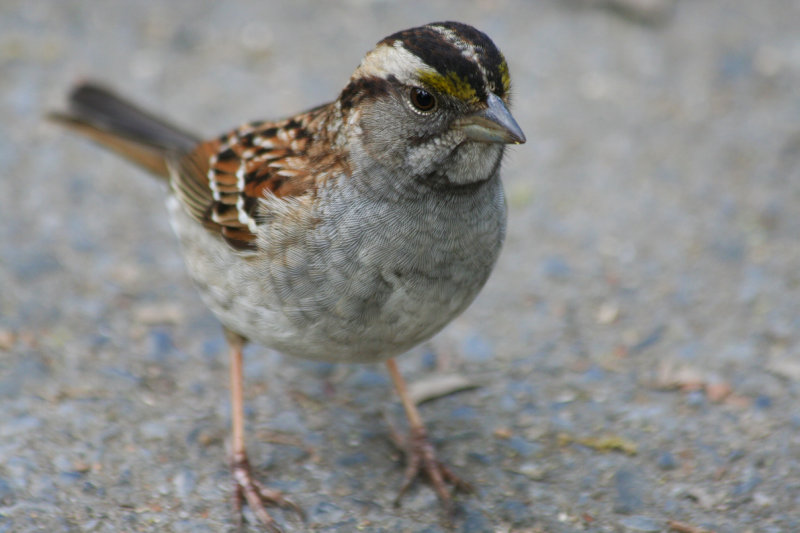 White-throated Sparrow (Zonotrichia albicollis) Central Park NYC