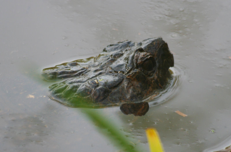 Chelydridae - Snapping Turtles